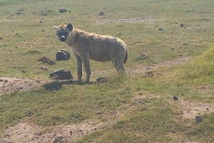 NAIROBI NATIONAL PARK AFTERNOON GAME DRIVE.