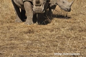 PARCO NAZIONALE DI NAIROBI FOTOSAFARI POMERIDIANO.