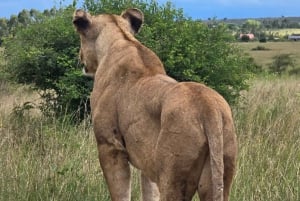 PARCO NAZIONALE DI NAIROBI FOTOSAFARI POMERIDIANO.