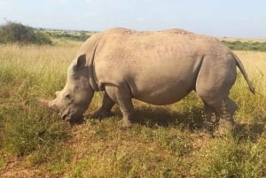 PARCO NAZIONALE DI NAIROBI FOTOSAFARI POMERIDIANO.