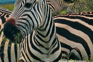 PARCO NAZIONALE DI NAIROBI FOTOSAFARI POMERIDIANO.