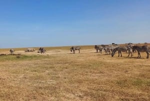 PARCO NAZIONALE DI NAIROBI FOTOSAFARI POMERIDIANO.