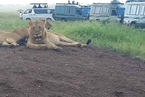 PARCO NAZIONALE DI NAIROBI FOTOSAFARI POMERIDIANO.