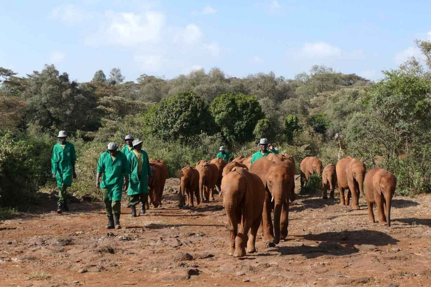 Nairobi nationalpark och elefantbarnhem - dagsutflykter