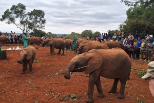 Nairobi National Park and Elephant Orphanage Day Excursions