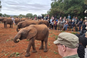 Nairobi National Park and Elephant Orphanage Day Excursions