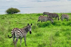 Nairobi National Park and Elephant Orphanage Day Excursions