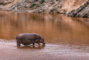 Nairobi National Park and Elephant Orphanage Day Excursions