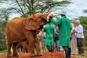 Nairobi National Park and Elephant Orphanage Day Excursions