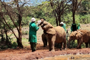 Nairobi National Park and Elephant Orphanage Day Excursions