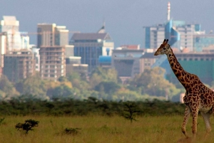 Nairobi National Park and Elephant Orphanage Day Excursions