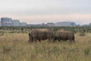 Nairobi National Park and Elephant Orphanage Day Excursions