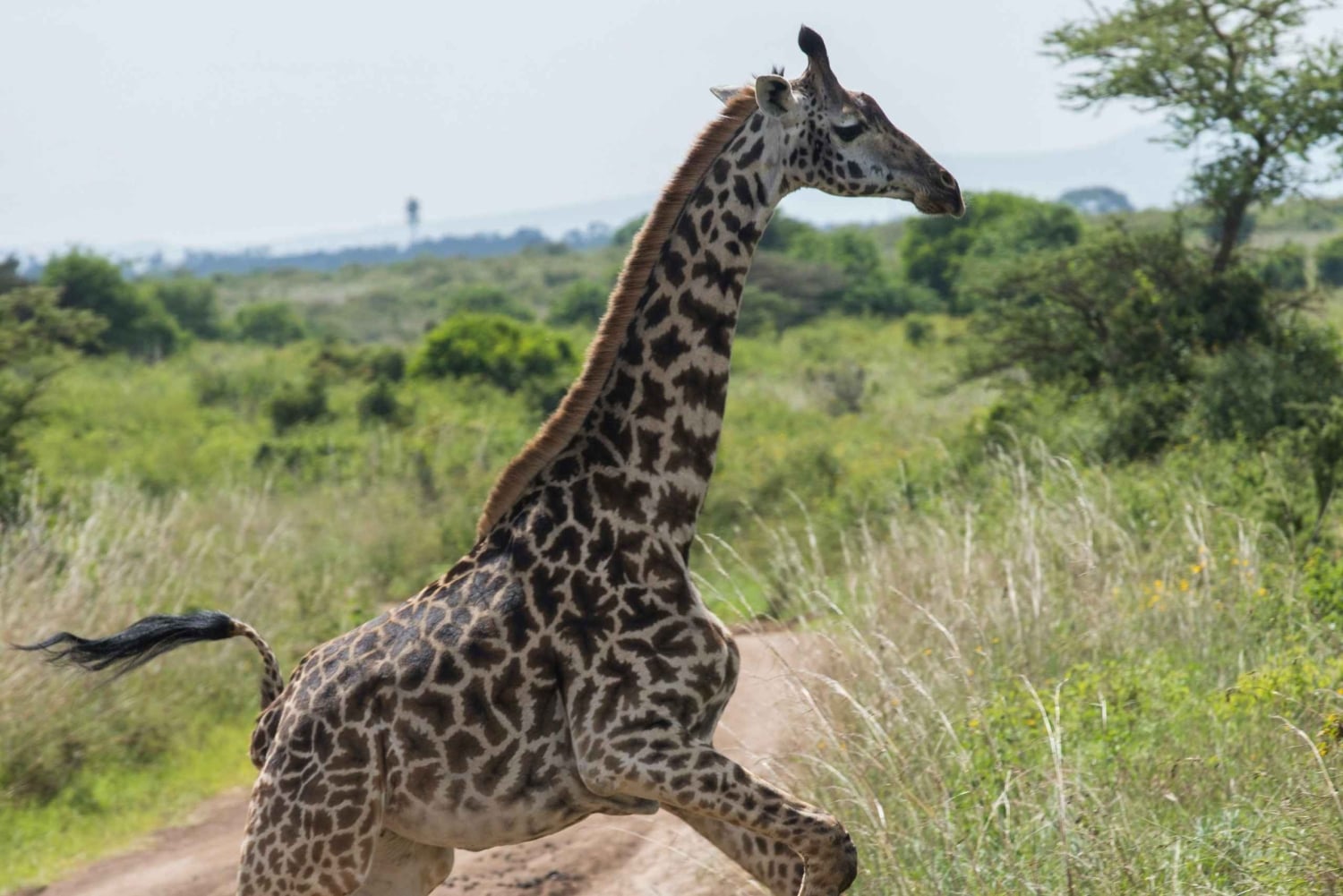 Nairobi nasjonalpark og elefantbarnehjem (med avgifter)