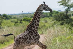 Nairobi nasjonalpark og elefantbarnehjem (med avgifter)