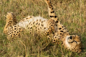 Nairobi nasjonalpark og elefantbarnehjem (med avgifter)