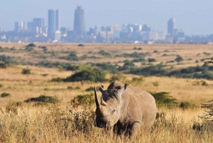 Nairobi nationalpark og elefantbørnehjem