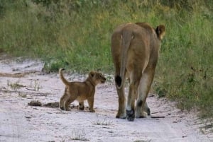 Nairobi national park and elephant orphanage