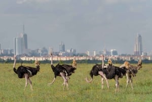 Nairobi nationalpark og elefantbørnehjem
