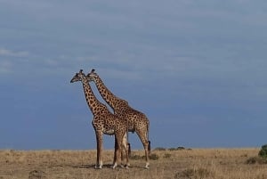 Nairobi: National Park and Giraffe Center Day Trip and lunch