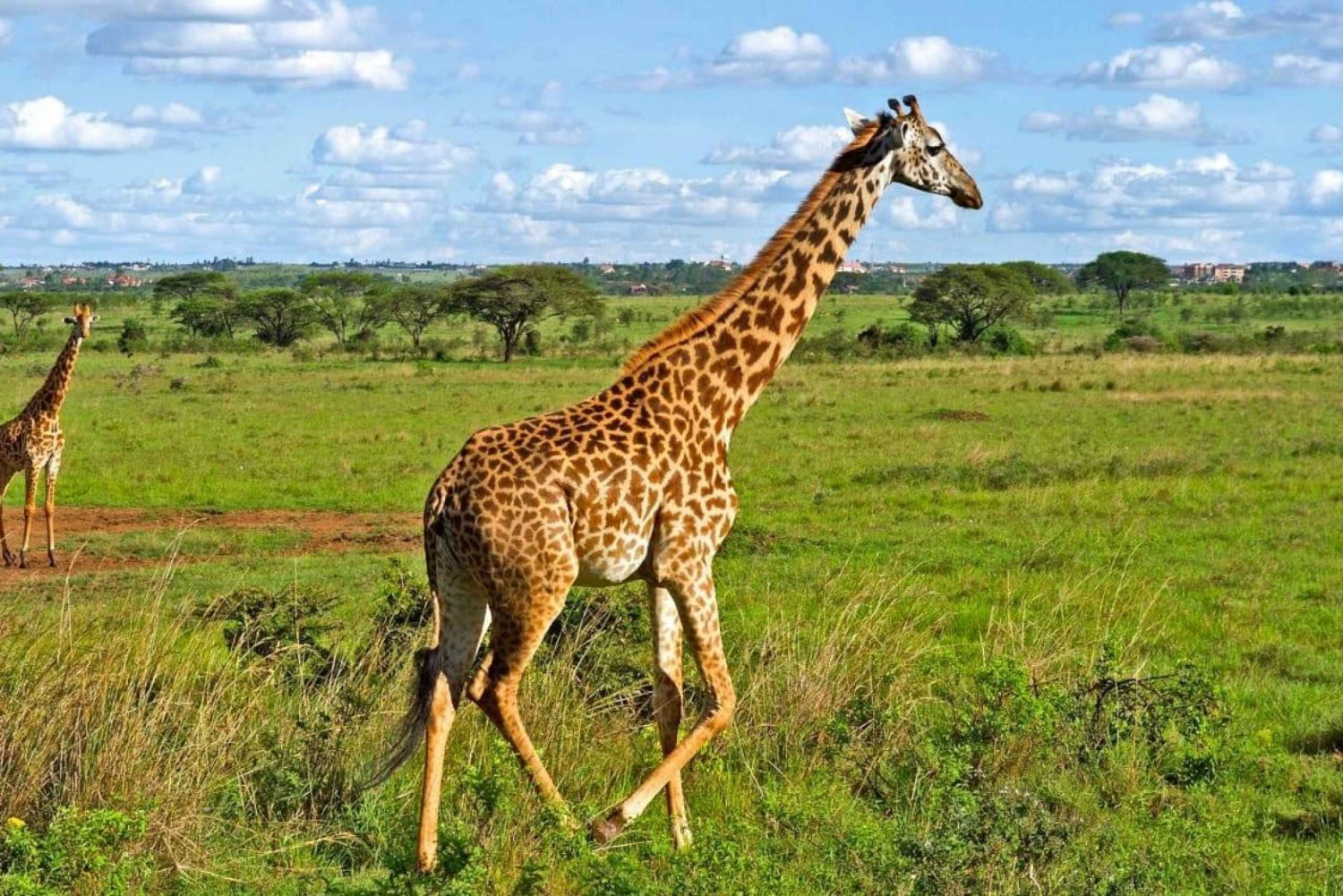 Visite guidée du parc national de Nairobi et du centre des girafes