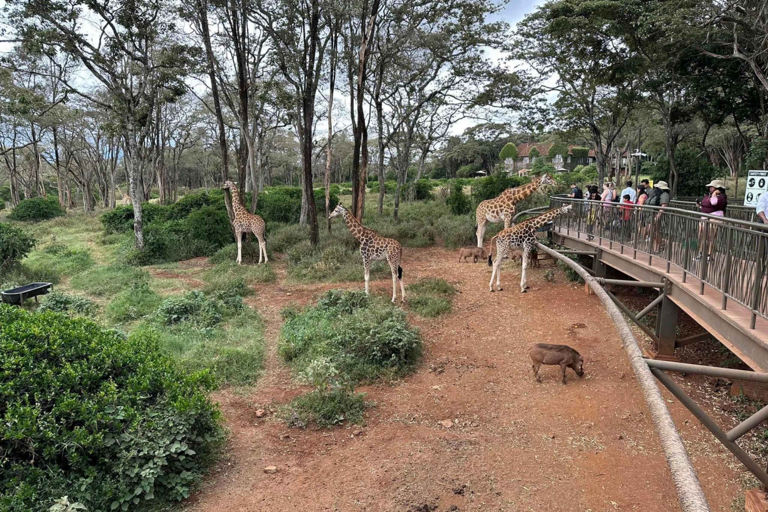 Nairobi National Park och Giraffe Center Tour