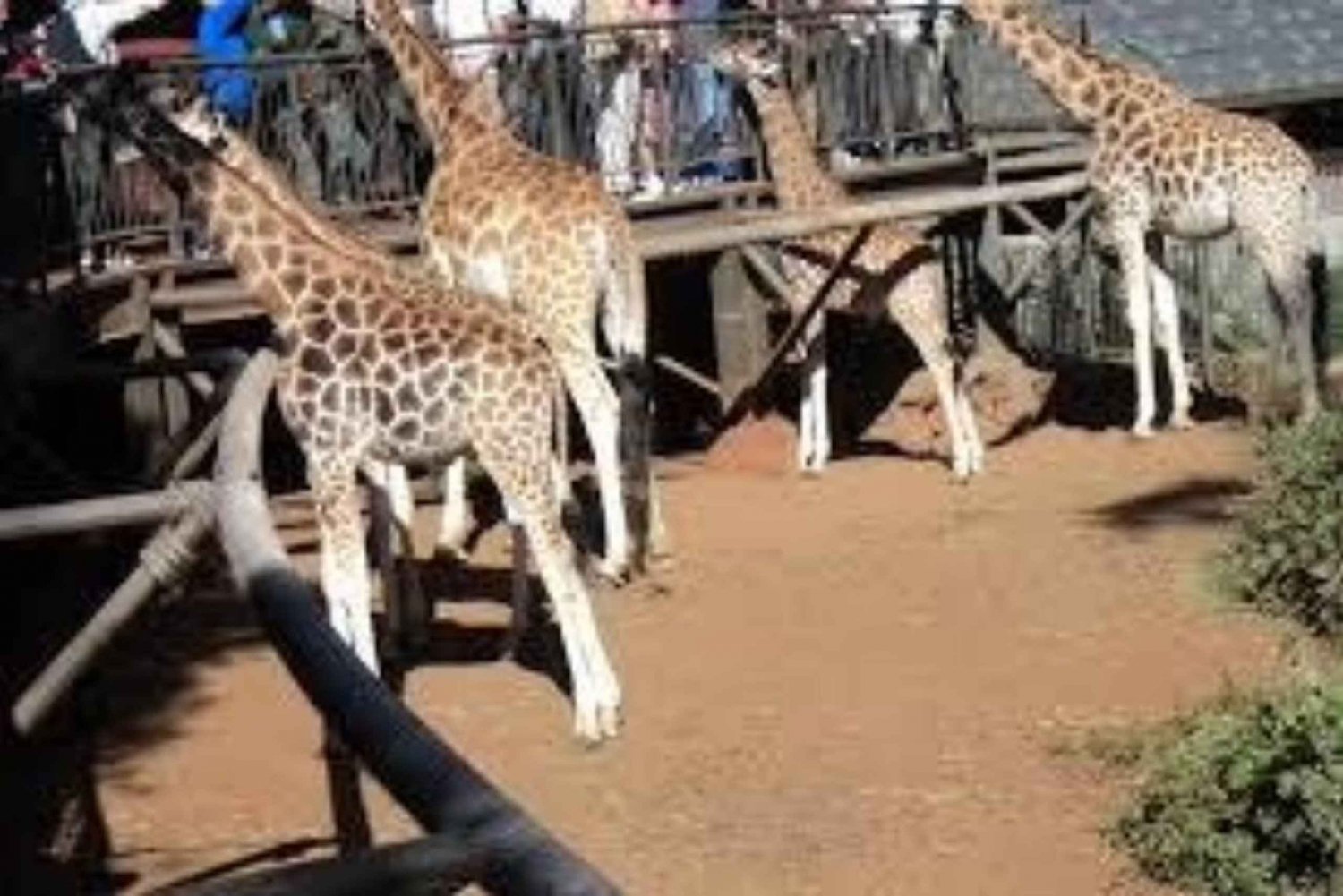 Nairobi National Park and Giraffe Centre Day Tour