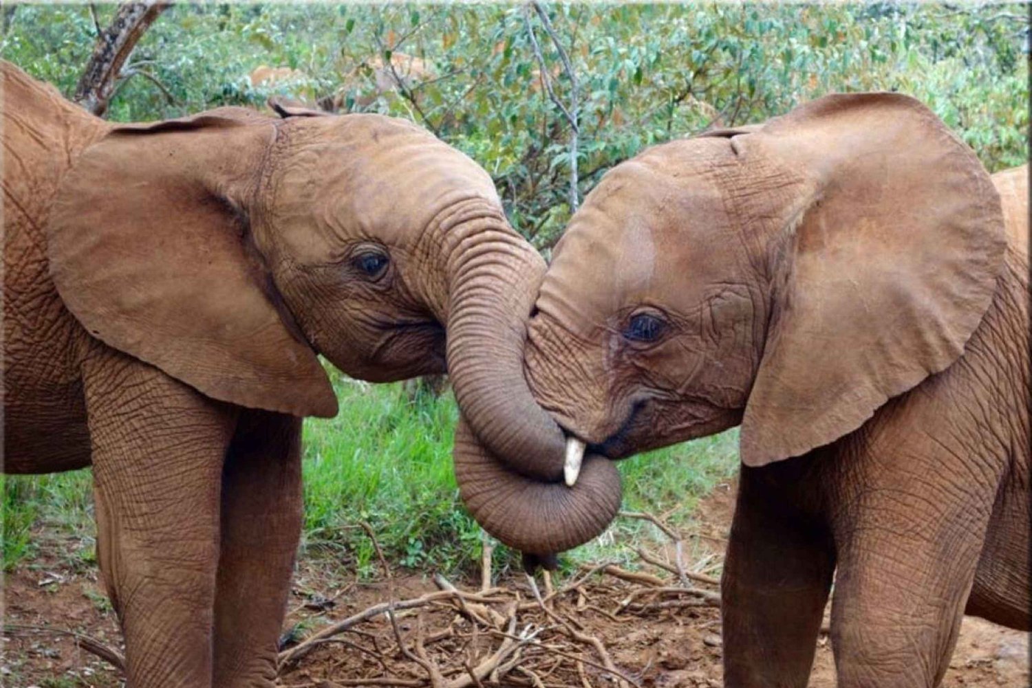 Nairobi National Park and Sheldrick Elephant Trust Day Trip