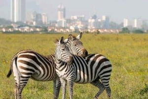 Nairobi National Park and Sheldrick Elephant Trust Day Trip