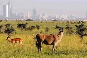 Nairobi National Park and Sheldrick Elephant Trust Day Trip