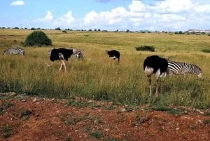 Nairobi National Park and Sheldrick Elephant Trust Day Trip
