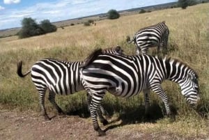 Nairobi National Park and Sheldrick Elephant Trust Day Trip