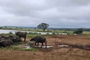 Nairobi National Park and Sheldrick Elephant Trust Day Trip