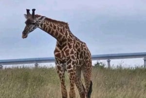 Nairobi National Park and Sheldrick Elephant Trust Day Trip