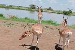 Nairobi National Park and Sheldrick Elephant Trust Day Trip