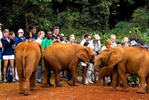 Nairobi National Park and Sheldrick Elephant Trust Day Trip