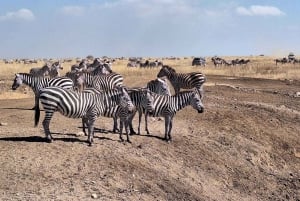 Nairobi National Park and Sheldrick Elephant Trust Day Trip