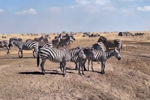 Nairobi National Park and Sheldrick Elephant Trust Day Trip