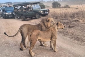 Nairobi National Park and Sheldrick Elephant Trust Day Trip