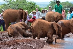 Nairobi National Park and Sheldrick Elephant Trust Day Trip