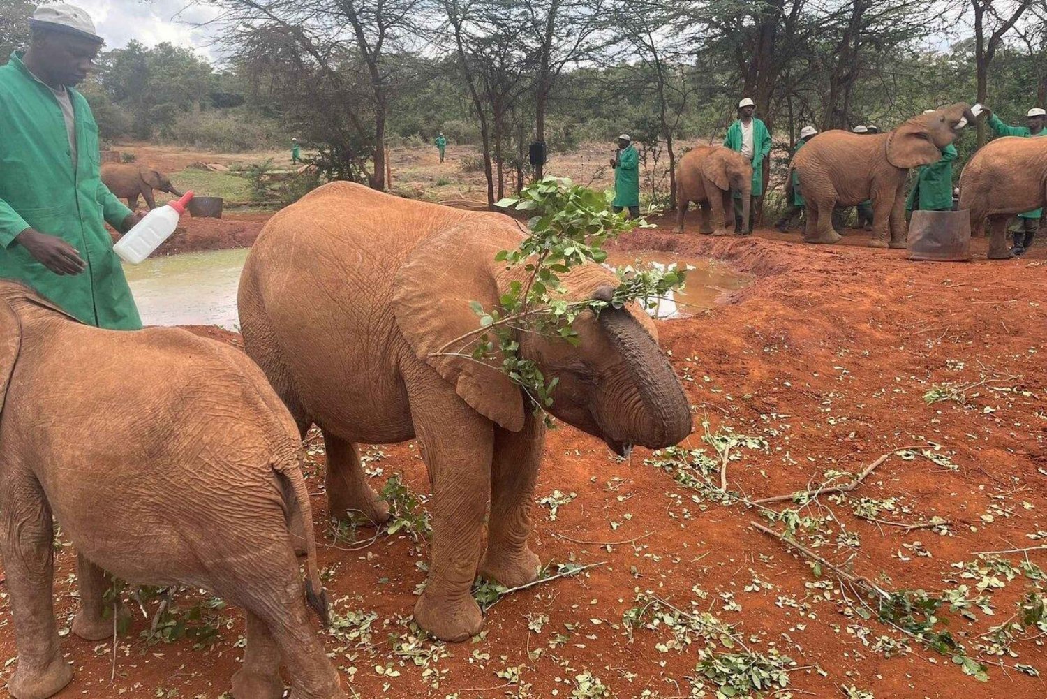 Nairobi Nationalpark, tur med babyelefant og girafcenter