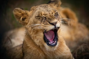 Nairobi National Park, Baby Elephant and Giraffe Centre Tour