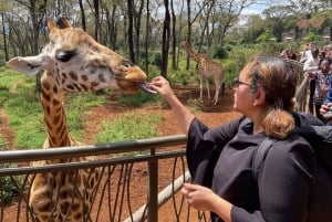 Nairobin kansallispuisto, vauvaelefanttien ja kirahvien keskuksen retki