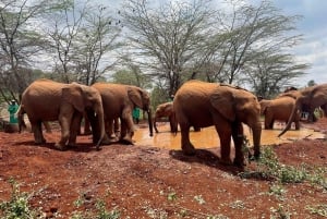 Parque Nacional de Nairobi, Excursión al Centro de Elefantes Bebé y Jirafas