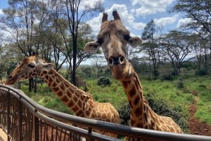 Nationaal Park Nairobi, rondleiding door het centrum voor babyolifanten en giraffen