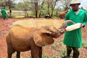 Parco nazionale di Nairobi, tour del centro elefanti e giraffe
