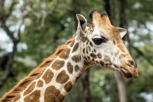 Parque Nacional de Nairóbi, excursão ao Centro de Bebês Elefantes e Girafas