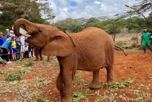 Nairobin kansallispuisto, vauvaelefanttien ja kirahvien keskuksen retki