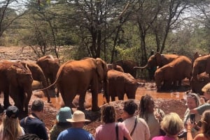 Parque Nacional de Nairóbi, excursão ao Centro de Bebês Elefantes e Girafas