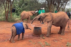 Omvisning i Nairobi nasjonalpark, elefantunger og giraffsenter