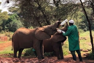 Nairobi National Park, Baby Elephant och Giraffe Centre Tour